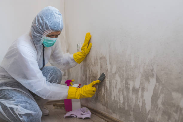 Environmental Consulting for Mold Prevention in Edmond, OK