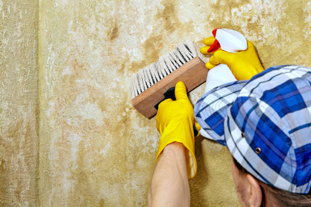 Edmond, OK Mold Removal Company