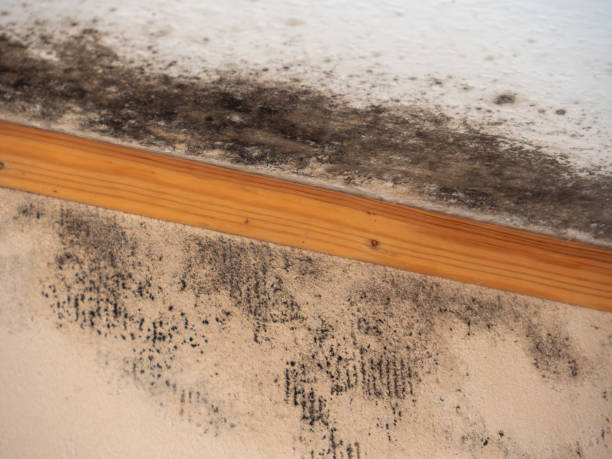 Best Residential Mold Inspection & Testing  in Edmond, OK