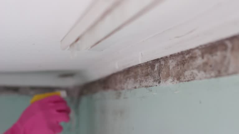 Best Forensic Mold Investigation  in Edmond, OK